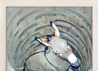 5 Simple Rules to be Happy… I’m All About #3 donkey in a well