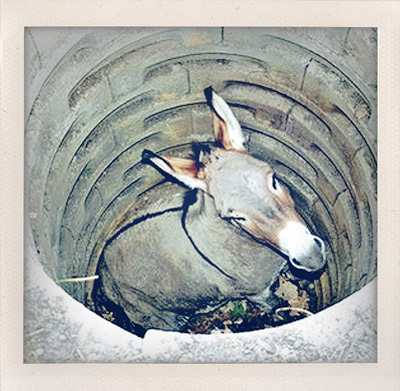 donkey in a well