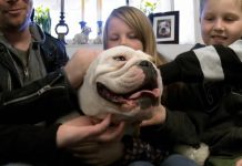 A True Love Bulldog Story.. I can’t Believe What this Guy Built for His Dog!